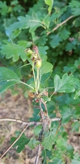 Crataegus monogyna