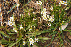 Draba verna