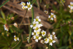 Draba verna