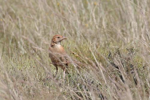 Eastern Clapper Lark (Corypha fasciolata), photo 9