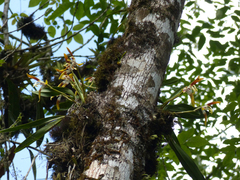 Maxillaria luteoalba