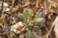 Draba verna