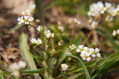 Draba verna