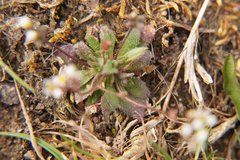 Draba verna