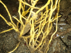 Homaxinella amphispicula