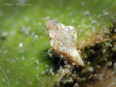 Eupleura sulcidentata