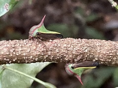 Umbonia ataliba