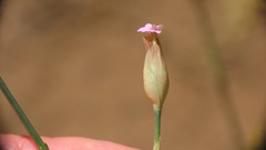 Kohlrauschia