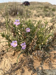 Penstemon auriberbis
