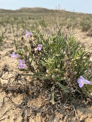 Penstemon auriberbis