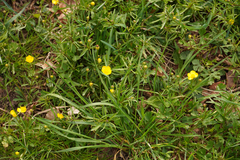 Ranunculus auricomus