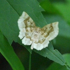 Metarranthis indeclinata