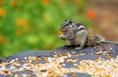 Funambulus pennantii