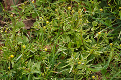 Ranunculus auricomus