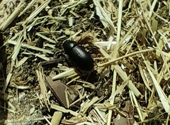 Gonocephalum rusticum