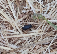 Gonocephalum rusticum