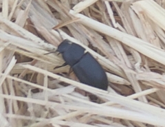 Gonocephalum rusticum