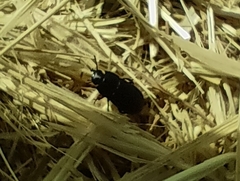 Gonocephalum rusticum