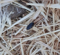 Gonocephalum rusticum