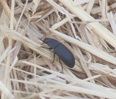 Gonocephalum rusticum