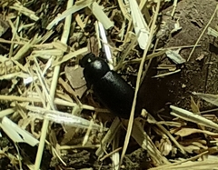 Gonocephalum rusticum