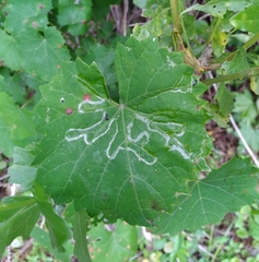 Phyllocnistis vitegenella