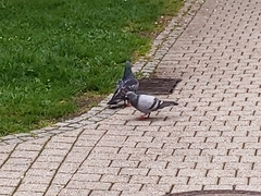 Columba livia domestica