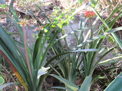 Clivia gardenii