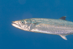 Scomberomorus regalis