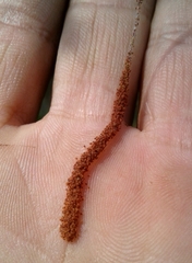 Tetranychus lintearius