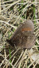 Erebia discoidalis