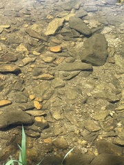 Rhinichthys atratulus