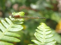 Ischnura graellsii