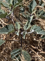 Datura wrightii