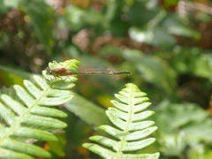 Ischnura graellsii