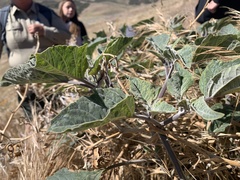 Datura wrightii
