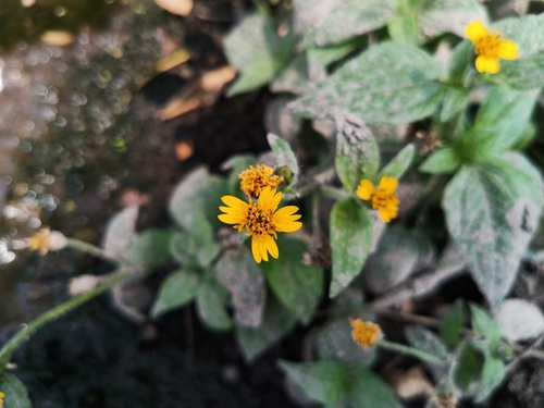 Image of Tridax Dubia (Tridax dubia) by no rights reserved
