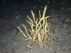 Homaxinella amphispicula