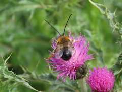 Eucera
