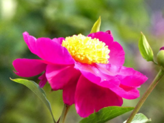 Paeonia lactiflora