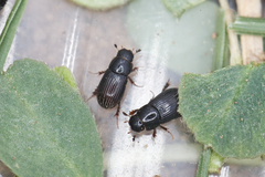 Plagiogonus arenarius