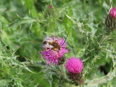 Eucera