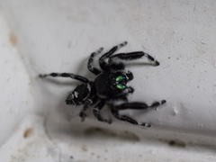 Phidippus audax