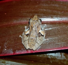 Pseudophilautus wynaadensis