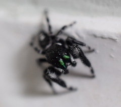 Phidippus audax