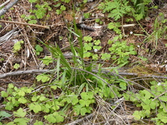 Luzula comosa comosa