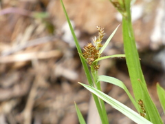 Luzula comosa comosa
