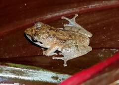 Pseudophilautus wynaadensis