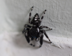 Phidippus audax