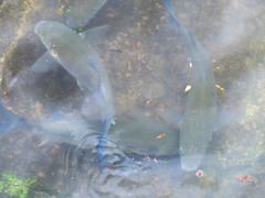 Chelon labrosus